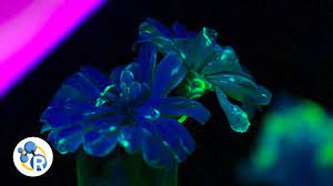 Glow in dark, glo, glow, glow in the dark, blacklight, neon, neon glow, sign, led lights. Grow Your Own Glowing Flowers The Science Of Fluorescence Live Science