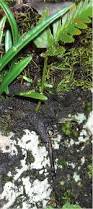 Image result for Elaphoglossum macropodium