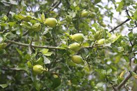 Image result for Gardenia cornuta
