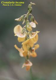 Image result for Crotalaria