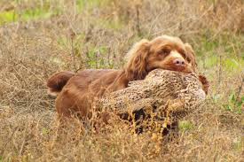 Image result for sussex španěl