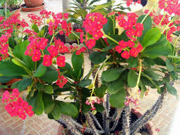 1800flowers.com has been visited by 100k+ users in the past month Crown Of Thorns How To Grow And Care For The Euphorbia Milii And Hybrids Plant Gardeners Magazine