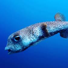 Maybe you would like to learn more about one of these? Bubbles Pet Spa Malad