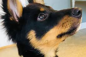 Come and meet our friendly team michelle warren and greer For Pet S Sake Veterinary Center Glens Falls Ny