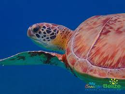 The hawksbill is one of the smaller sea turtles. Wild For Sea Turtles My Beautiful Belize