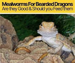 Mealworms For Bearded Dragons Are They Good