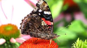 The flowers of these plants evolved in concert with their pollinators, and their form reflects the form and habits of their pollinators. Red Admiral Butterfly And Flowers That Attract Them Donna L Long