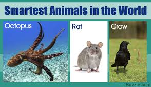 Do You Want To Know Which Are The Smartest Animals In The World After Humans Even Animals Have A Complex Nervous System Animals Animals Of The World Petsmart