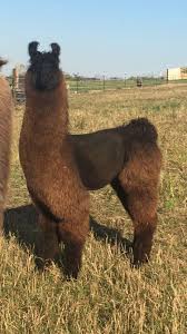 Cvlr Commander Llama Animals Alpaca