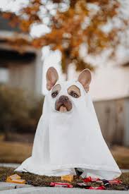 New french bulldog costumes for dog winter warm snow down jacket coat for. Costumes Pictures Download Free Images On Unsplash