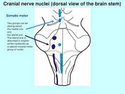 In the human brain the brainstem is composed of the midbrain, the pons, and the medulla oblongata. Brain Stem And Cerebellum Ppt Download
