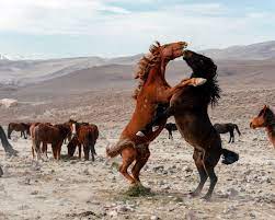 The Next Level In Office Amenities Wild Horses The New York Times