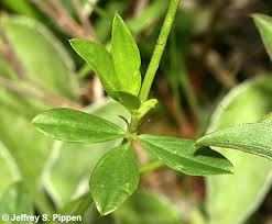 Image result for Stylosanthes