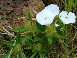 Image result for Ipomoea linosepala