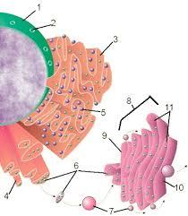 Animal cell coloring key will be very good for you only by clicking on the right and select save to download. Animal And Plant Cell Labeling Key