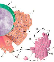 There are three unique features in plant cells, cell wall, vacuole, and chloroplast. Animal And Plant Cell Labeling Key