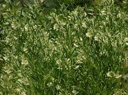 Image result for Asclepias buchwaldii