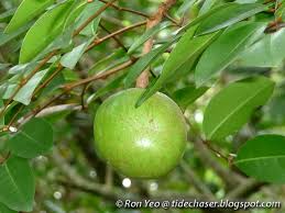 Image result for Xylocarpus