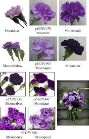 Free psd mockups templates for magazine, book, stationery, apparel, device, mobile, editorial, packaging, business cards and more. Flower Colour And Cytochromes P450 Philosophical Transactions Of The Royal Society B Biological Sciences
