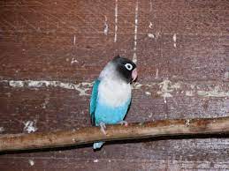 Blue Masked Lovebird Facts Care As Pets Feeding Pictures And Video Love Birds African Lovebirds Pets