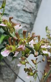 Image result for Eulophia petersii