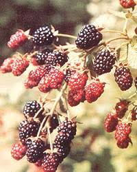 Check spelling or type a new query. Growing Berries In Your Back Yard Mother Earth News