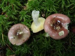 Image result for Russula perlactea