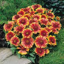 Pin On Gaillardia Blanket Flowers