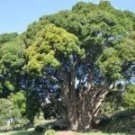 Image result for Aspidoglossum nyasae