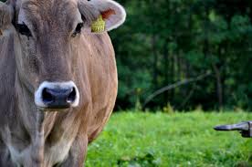 A large female farm animal kept to produce meat and milk: Hausrind Rind Bluhendes Osterreich