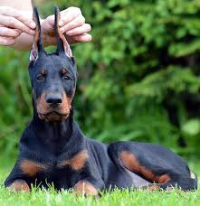 Doberman Puppies For Sale European Doberman Puppies Breeder In Usa Doberman Studs We Ship Doberman Puppy Doberman Puppies For Sale Doberman Pinscher Dog