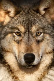 By Scott Denny Wolf Face Beautiful Wolves Wolf Photos