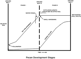 nmsu growth and development of pecan nuts