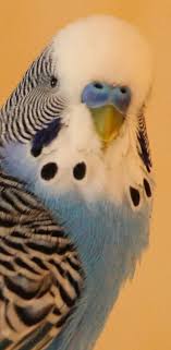 Briciolino Wellensittiche Blog Wellensittich Sittich Susse Tiere