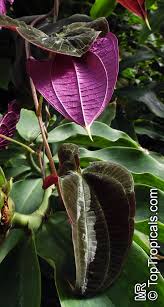 Image result for Dioscorea minutiflora