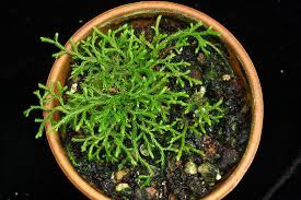 Image result for Selago cecilae