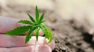 Purchase essential nutritious kelp meal seaweed extract available at alibaba.com. How To Grow Organic Marijuana Plants In Australia