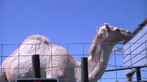 Camelcamelcamel review 2021 ✅, here is my review on this product read the full review now, and get the latest information, they today we have featured camelcamelcamel review, with its proper insights, we have also covered its pros and cons, so let's get. Woman Bites Camel That Sat On Her At Truck Stop Petting Zoo In Louisiana Abc30 Fresno