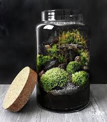 Woodland Moss Terrarium In Large Glass Jar Easy Houseplant Wallterrariumideas Moss Plant Large Glass Jars Terrarium