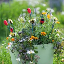 Image result for sanvitalia combine in pots