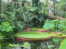 La Victoria D Amazonie Est Une Plante Avec Les Plus Grandes Feuilles Au Monde Parmi Les Especes Aquatiques Jardins Aquatique Plante