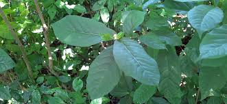 Image result for Schizozygia