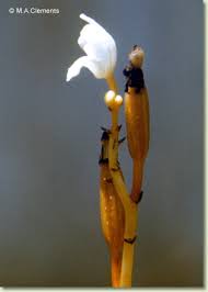 Image result for Didymoplexis