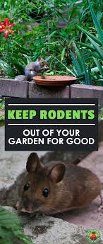 Sometimes it becomes quite challenging to get rid of these mice, and you just end up destroying a major here are some aspects related to the damaging of crops by mice and how one can get rid of these rodents effectively. Rat Proof Garden How To Get Rid Of Rodents In Garden Spaces Epic Gardening Lawn Pests Organic Gardening Tips Garden Pests