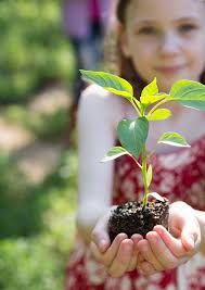 Scenic Rim Regional Council