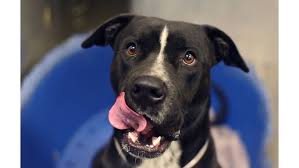Boston terrier rescue east tennessee. Bring Home A New Fur Baby During The Adopt Don T Shop Holiday Event Wcnc Com