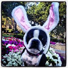 He's an eager playmate for children and just as happy being a docile 4. Boston Terrier Easter Bunny Dog Holiday Fox Terrier Boston Terrier