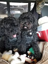 Australian kelpie australian mountain doodle australian shepherd australian terrier azawakh barbet basenji basset hound beabull beagle. High Time Australian Labradoodles