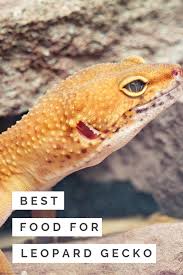 After a year of testing, zoo med's crested gecko diet has been reformulated using the latest in nutritional science information and techniques. Best Food For Leopard Geckos What Do They Eat 8 Nutritious Options Ever Wondered What Food Leopard Geckos Leopard Gecko Leopard Gecko Food Gecko Food