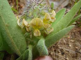 Image result for Xerophyta equisetoides